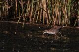 20110918_Klein waterhoen_Lepelaarsplassen_9